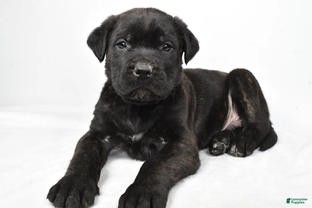 English Mastiff dogs for sale: Buddy - Ad 6