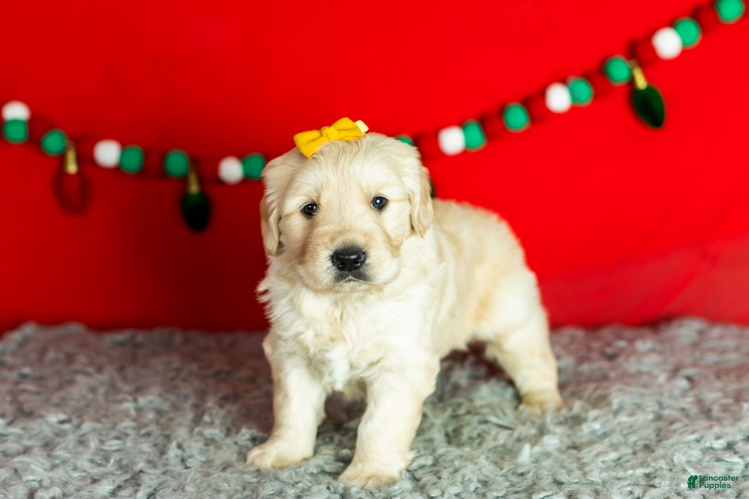 Golden Retriever dogs for sale: Scarlett - Ad 6
