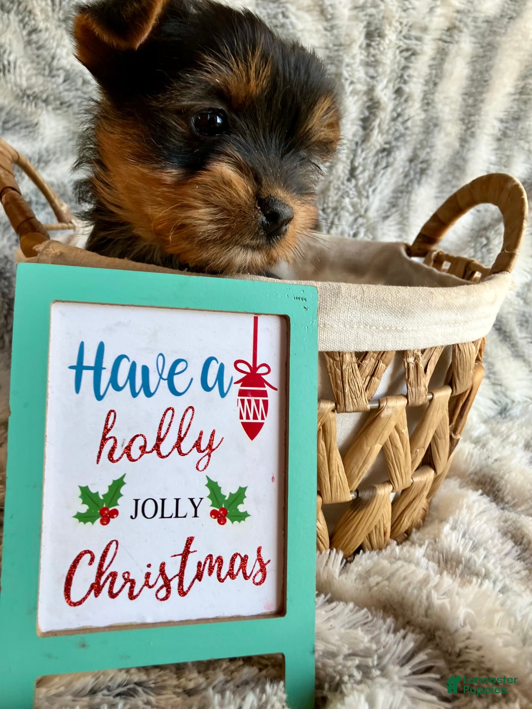 Yorkshire Terrier dogs for sale: Noelle  - Ad 5