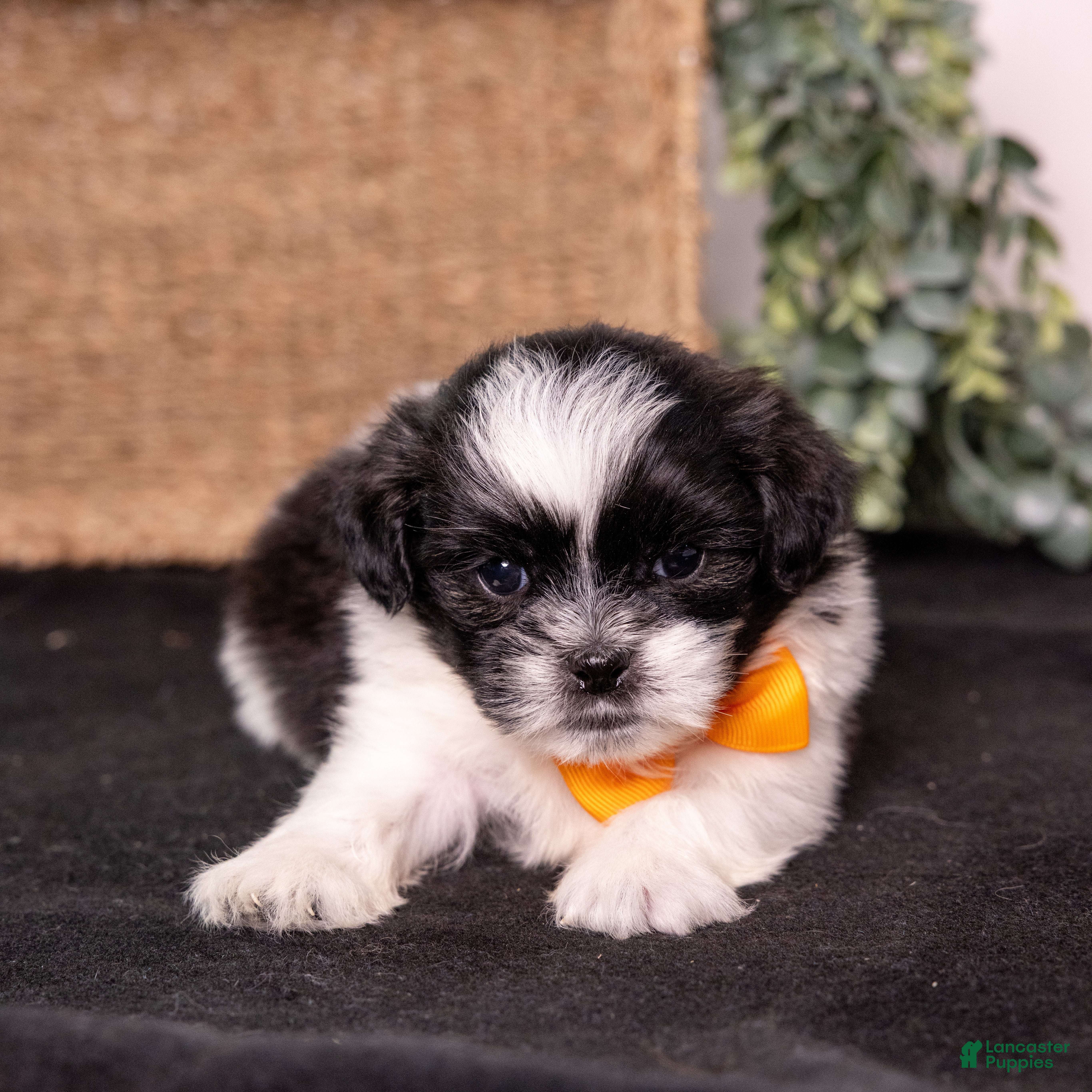 Mixed Breed dogs Waylon - Ad 1