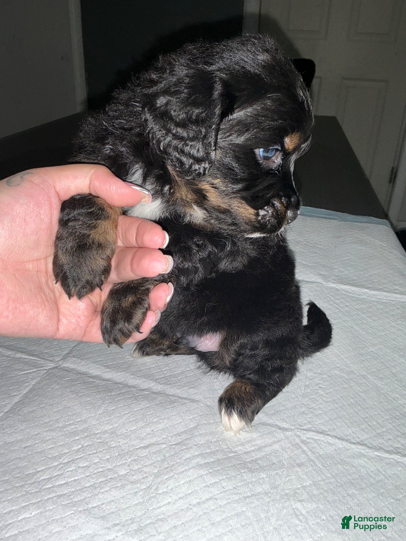 Bernedoodle dogs for sale: Bernedoodle Puppy 1 - Ad 4