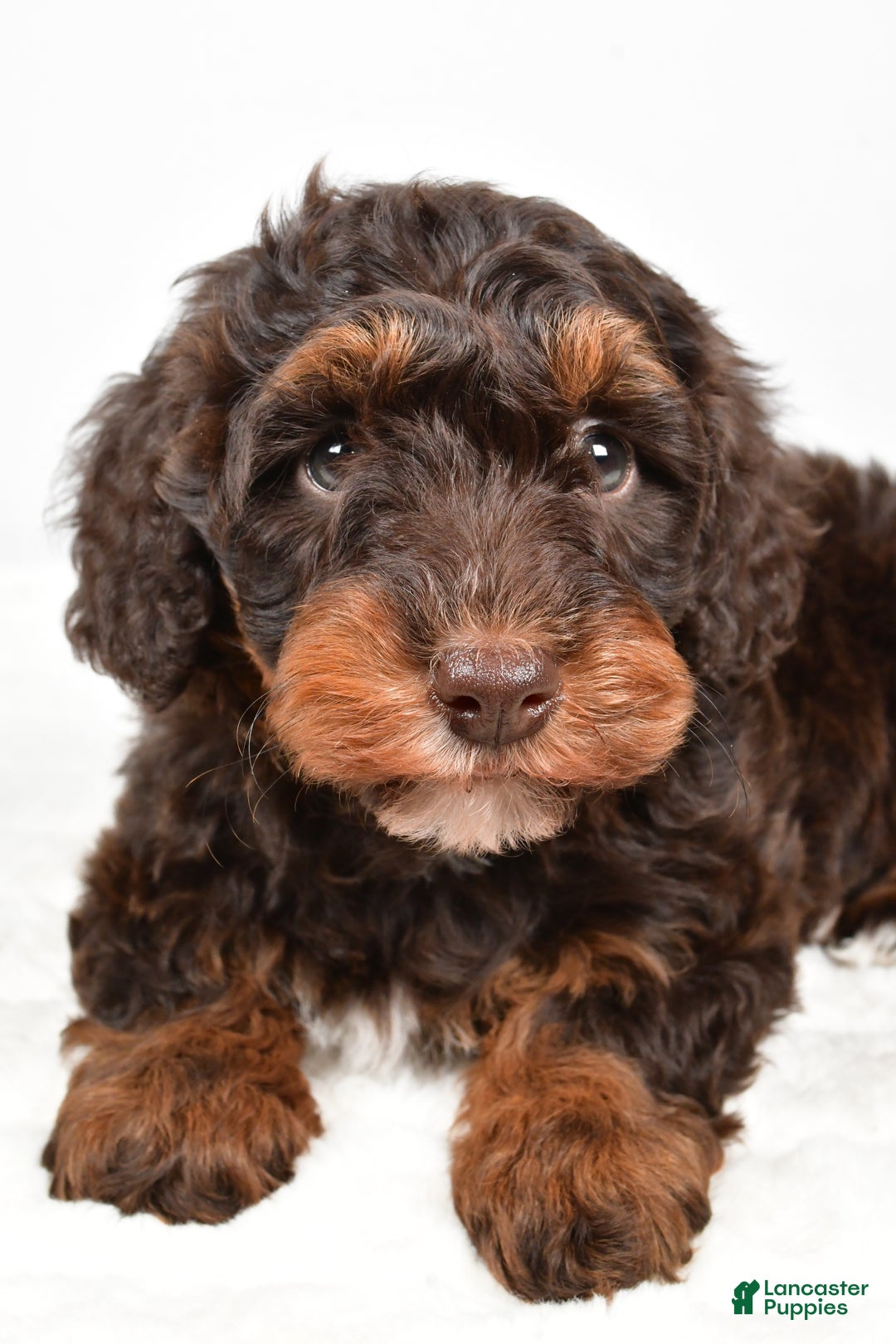 Mixed Breed dogs for sale: Star - Ad 6