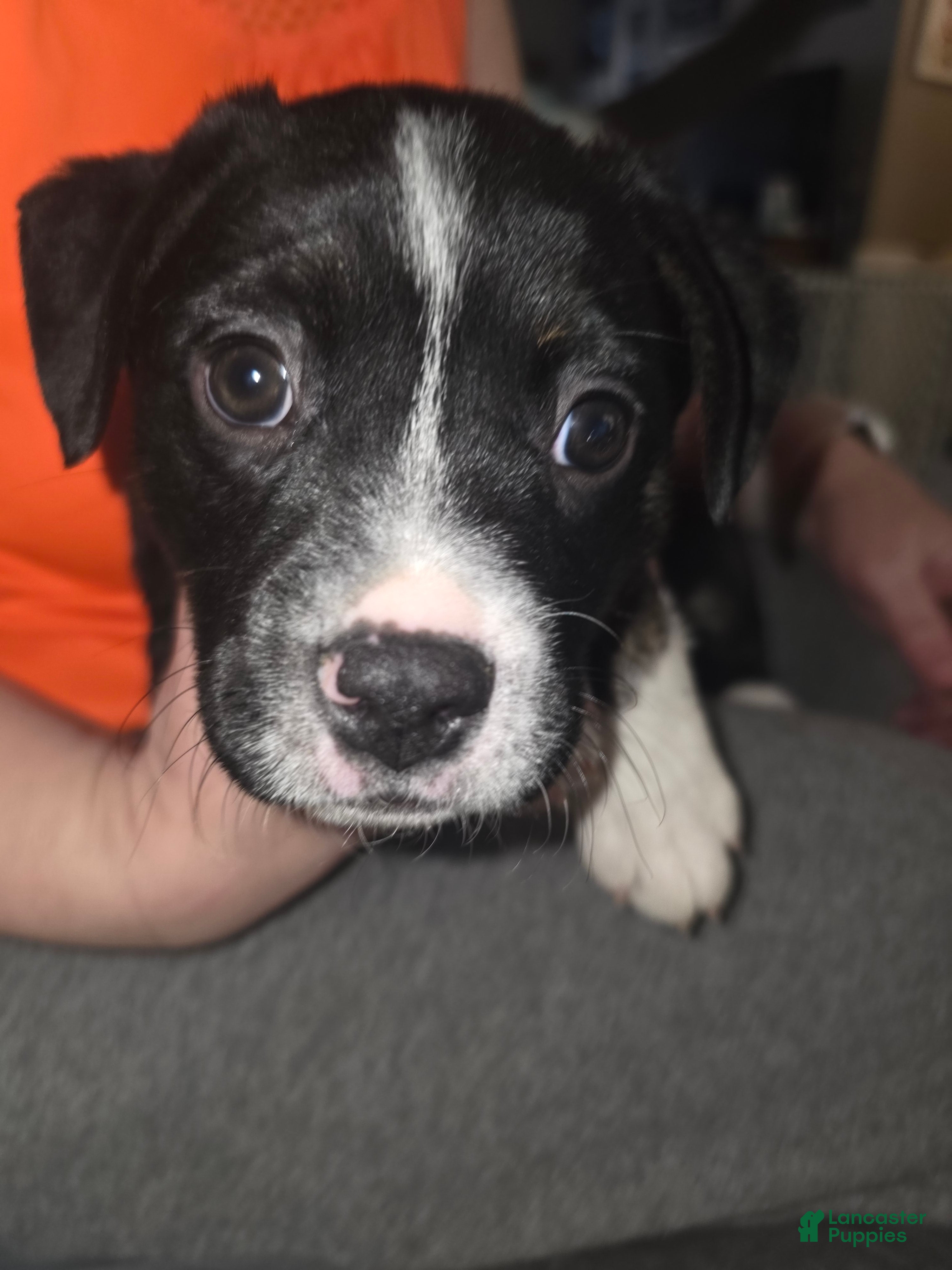 Mixed Breed dogs Blue *Updated 3/8 - Ad 11