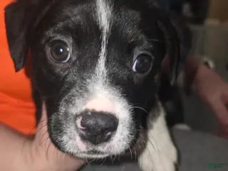 Mixed Breed dogs Blue *Updated 3/8 - Ad 14