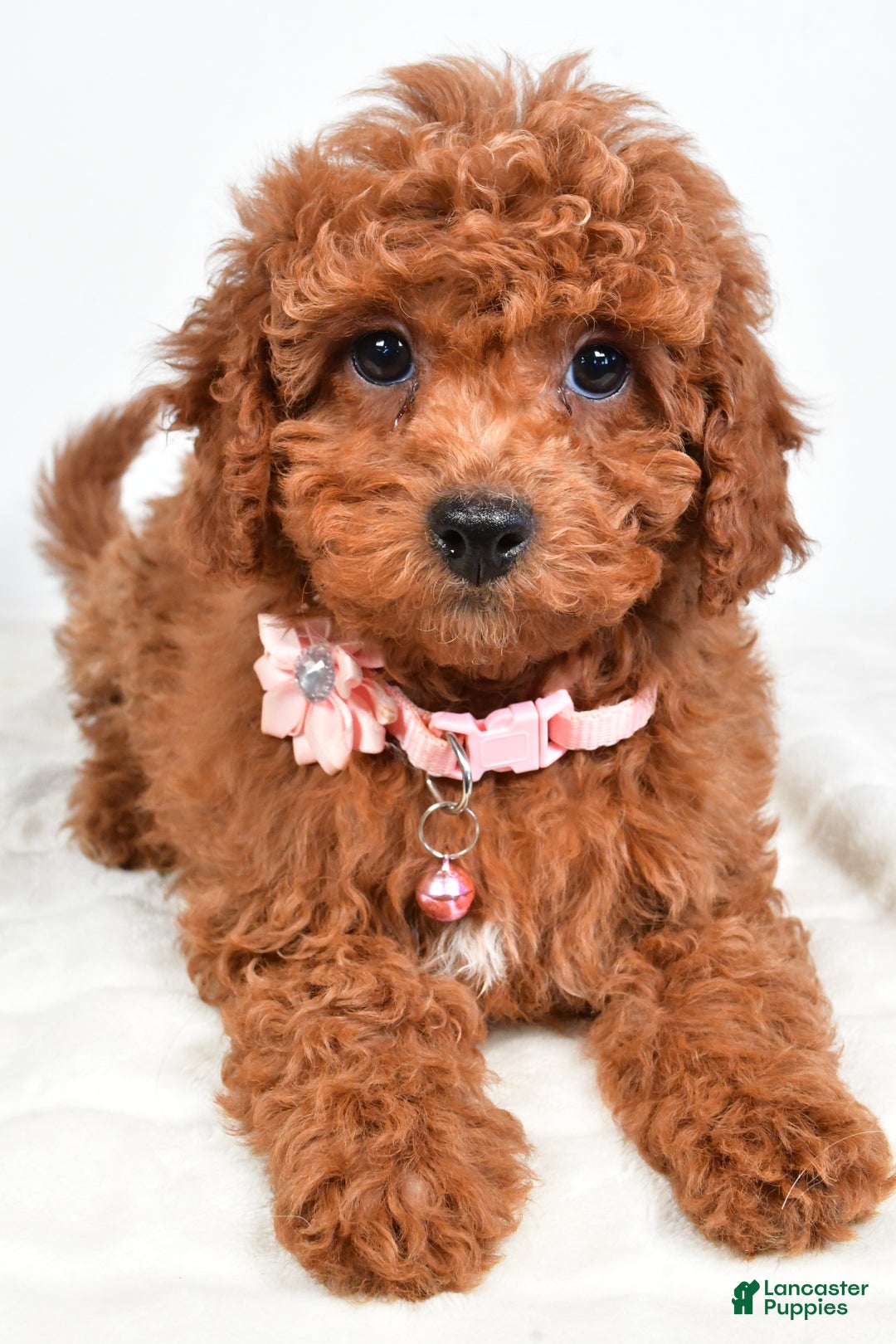 Cavapoo dogs for sale: Serena - Ad 2