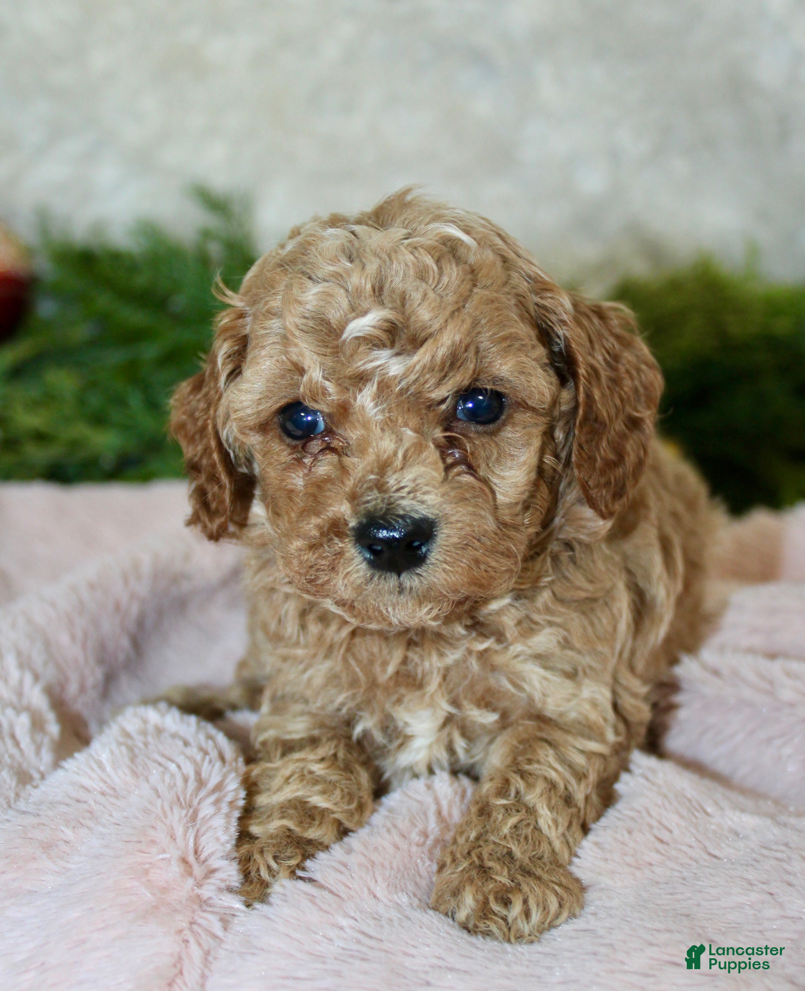 Cavapoo dogs Cavapoo Puppy 4 - Ad 6