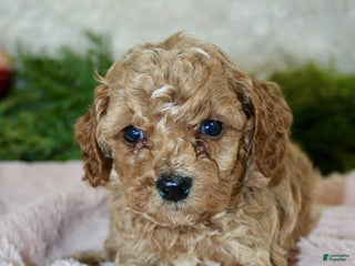 Cavapoo dogs Cavapoo Puppy 4 - Ad 6