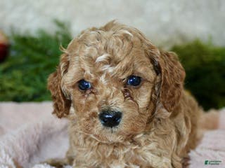 Cavapoo dogs Cavapoo Puppy 4 - Ad 31