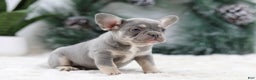 French Bulldog dogs for sale: Faith - Ad 8