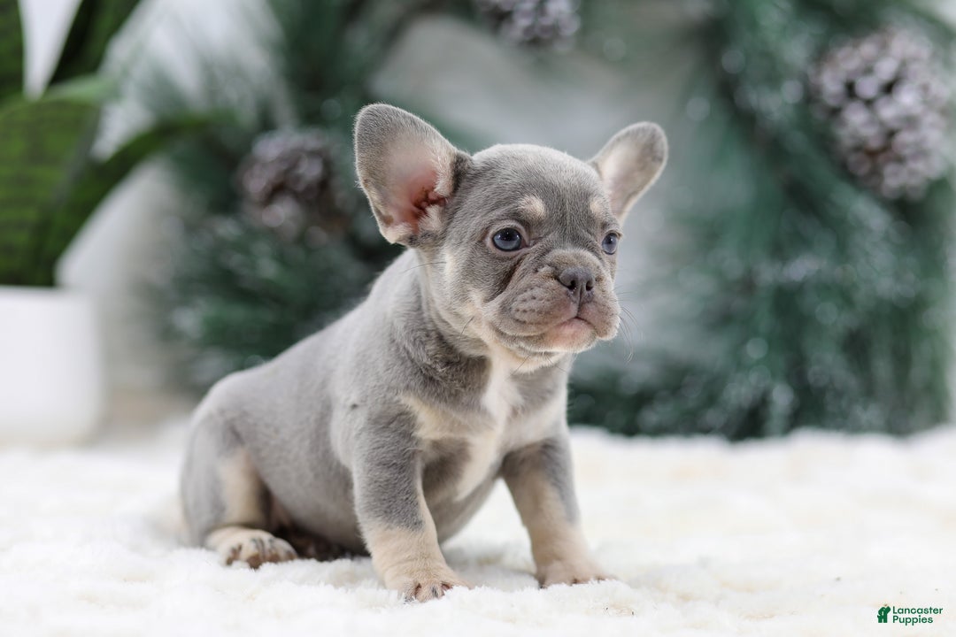French Bulldog dogs for sale: Faith - Ad 8