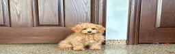 Maltipoo dogs for sale: Cutie - Ad 4