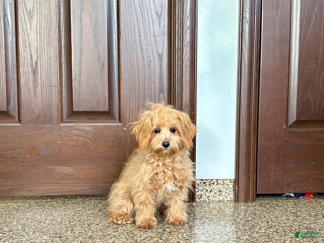 Maltipoo dogs for sale: Cutie - Ad 4