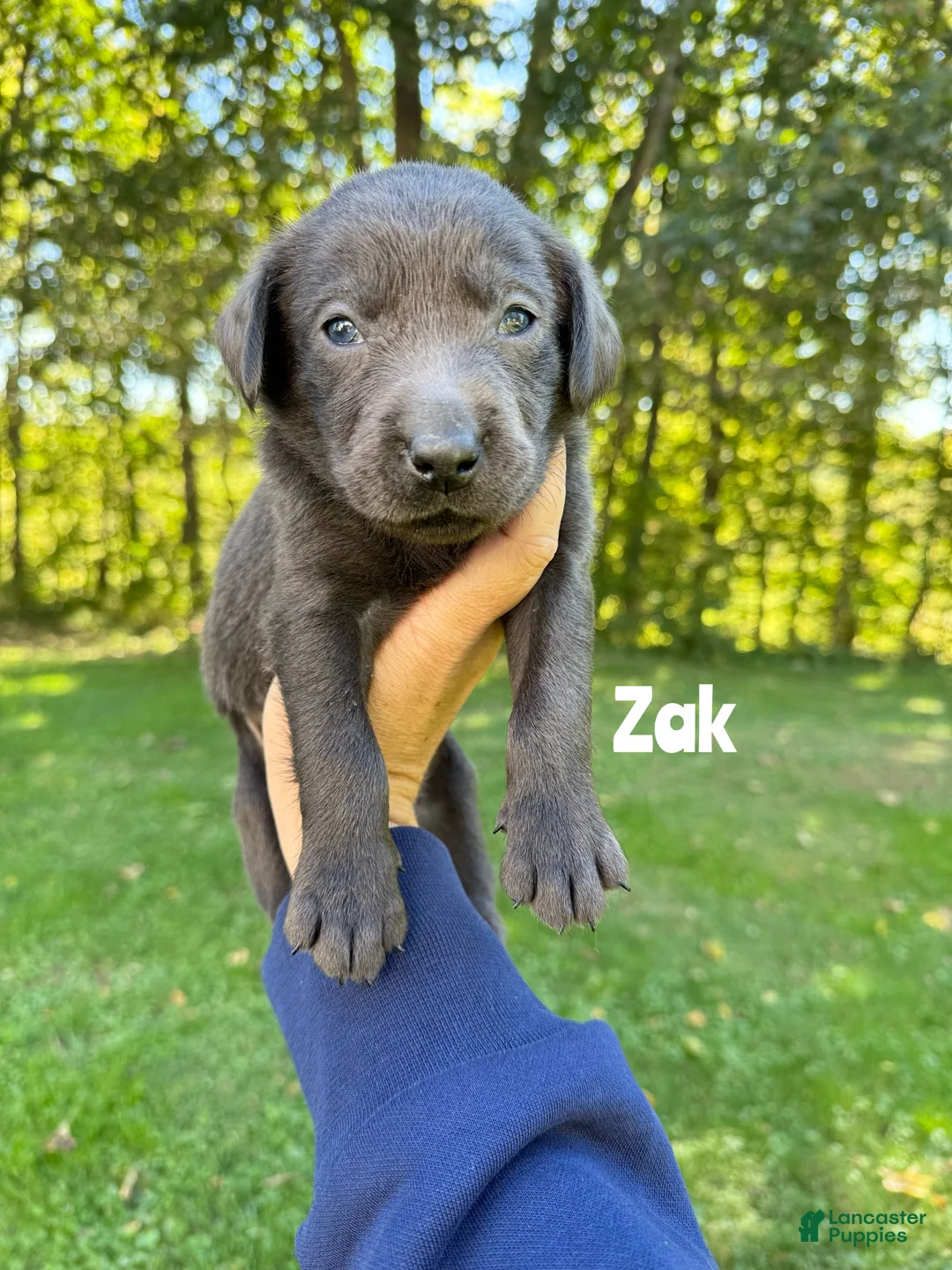 Labrador Retriever dogs for sale: Zak - Charcoal Male - Ad 2