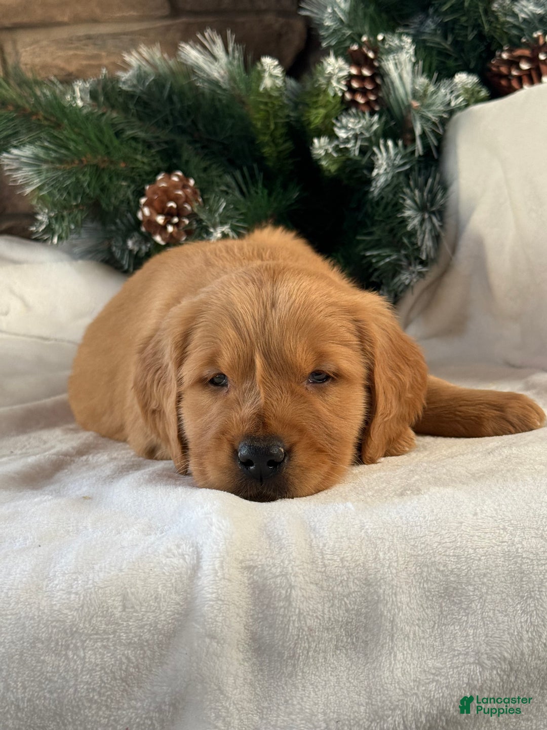 Golden Retriever dogs for sale: Charlie - Ad 3