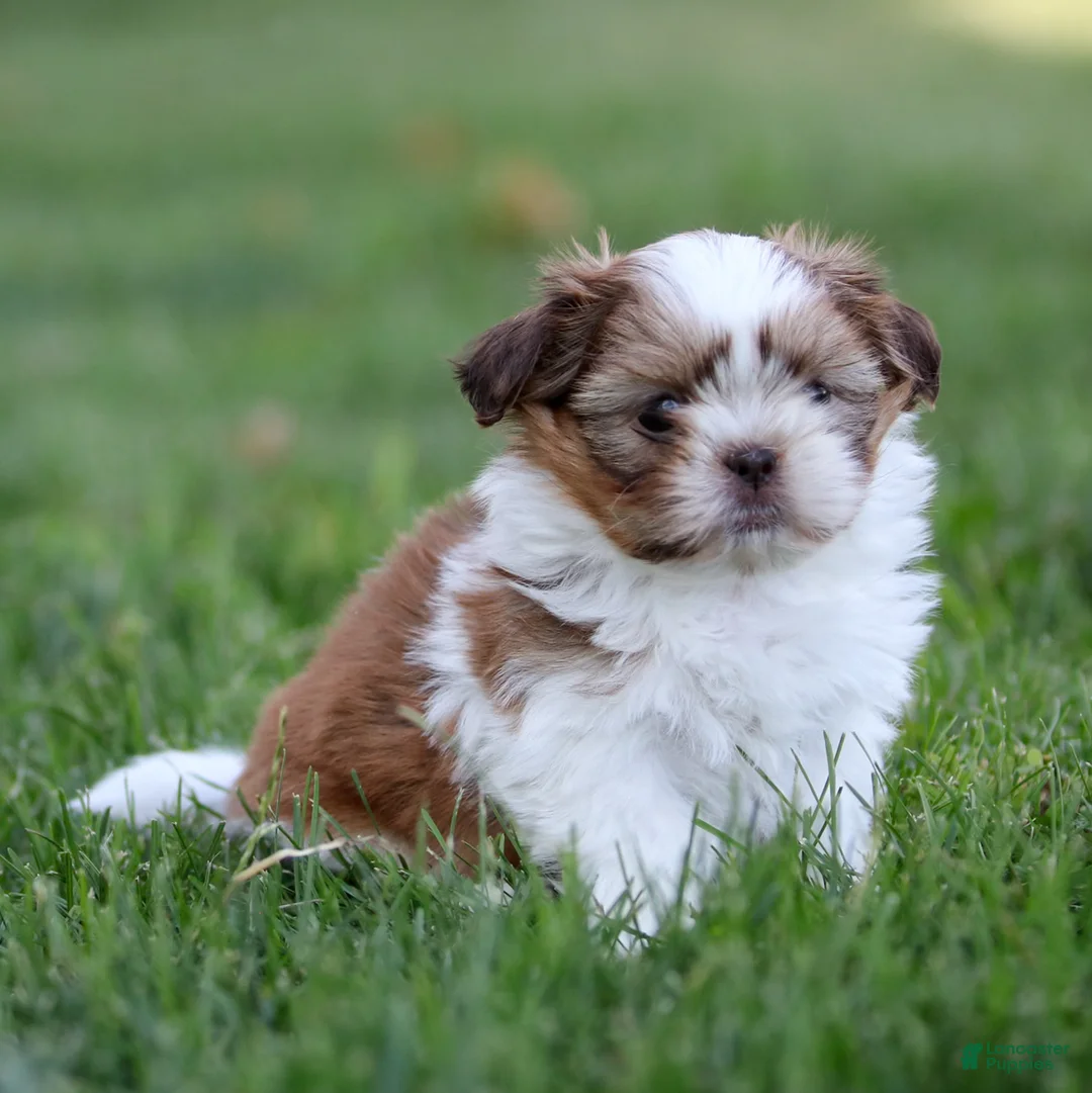 Shih Tzu dogs for sale: Rusty Shih Tzu  - Ad 4