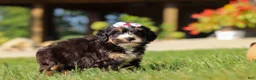 Mini Bernedoodle dogs for sale: Nova - Ad 3