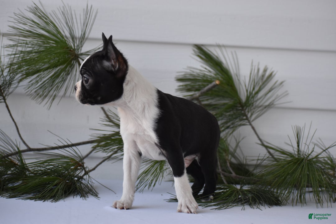 Boston Terrier dogs for sale: Rocket - Ad 7