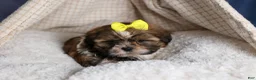 Shih Tzu dogs for sale: GISMO - Ad 9