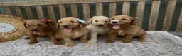 Goldendoodle dogs for sale: Xena - Ad 3
