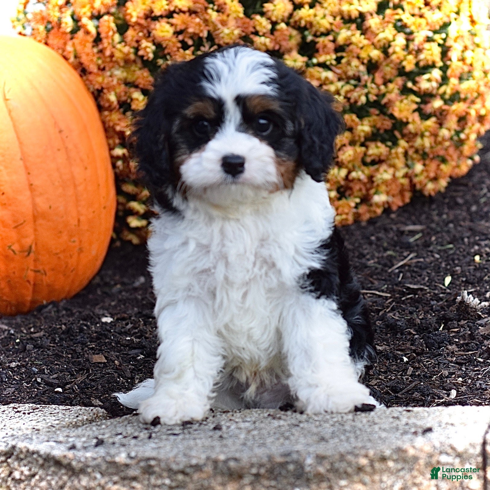 Cavapoo dogs Diesel  - Ad 1