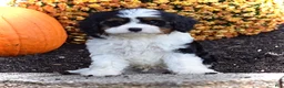 Cavapoo dogs for sale: Diesel  - Ad 1