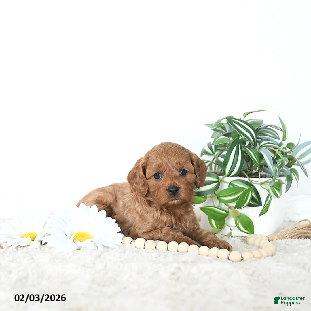 Cavapoo dogs for sale: Riley EXTRA SMALL - Ad 5