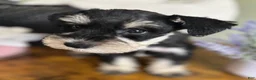 Miniature Schnauzer dogs for sale: Roxy - Ad 6