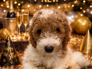 Miniature Labradoodle dogs Kodiak - Ad 15