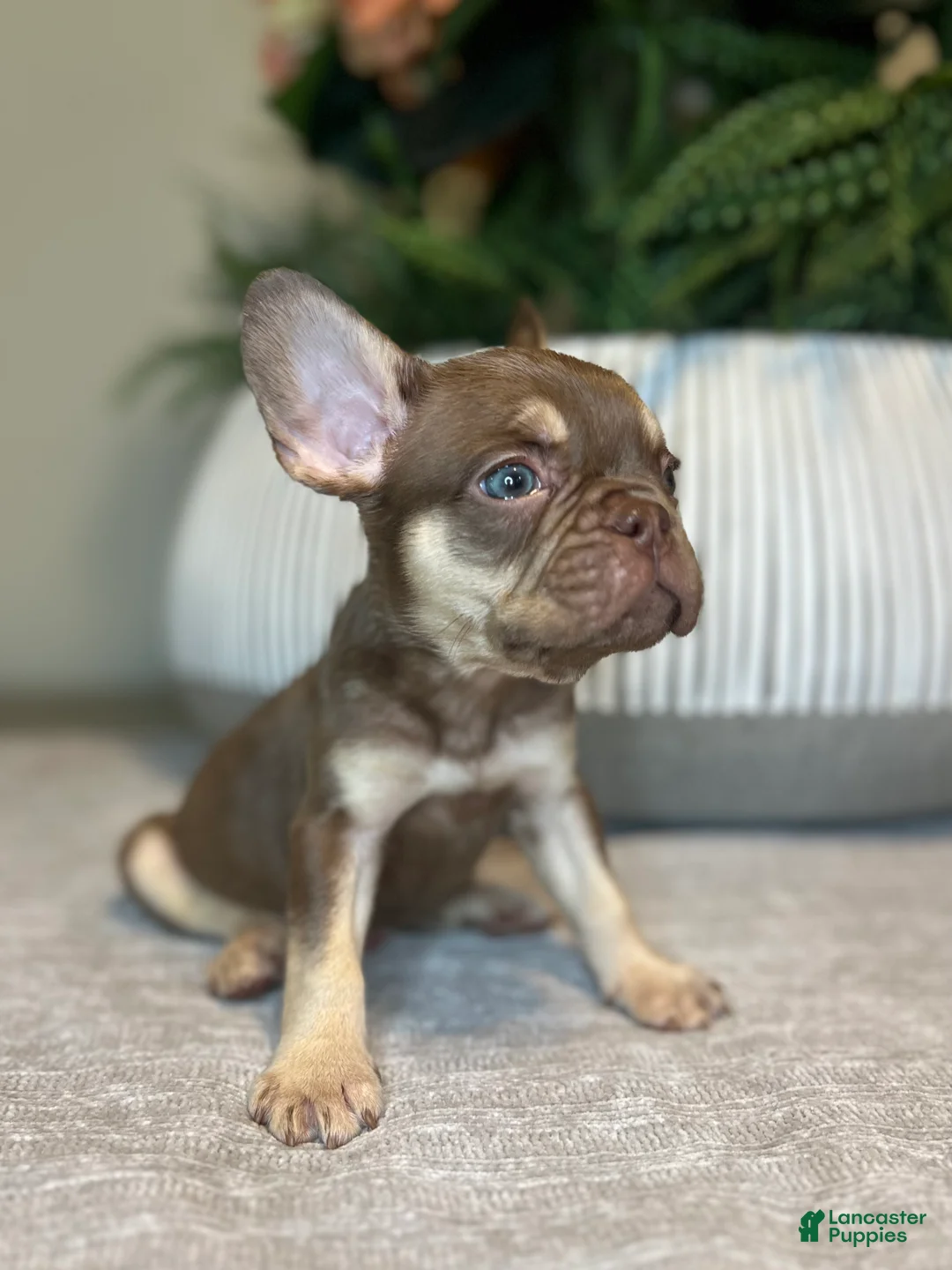 French Bulldog dogs for sale: Tucker - Ad 3