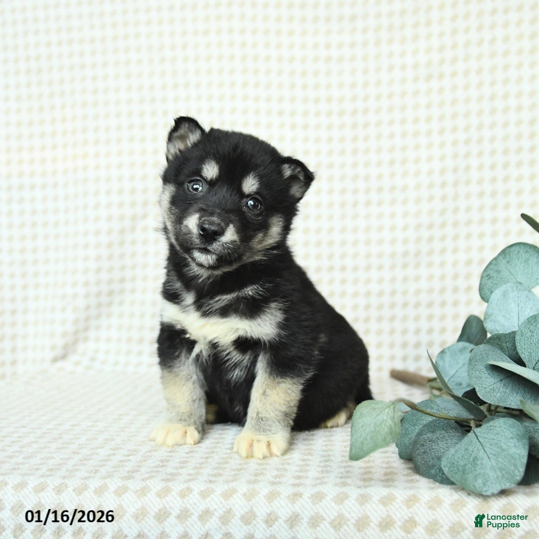 Alaskan Malamute dogs for sale: Barbie - Ad 1