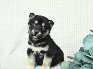 Alaskan Malamute dogs Barbie - Ad 14