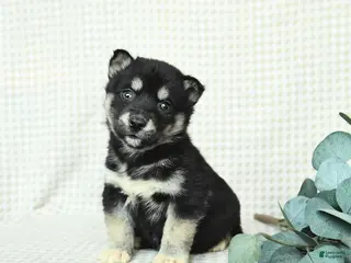 Alaskan Malamute dogs Barbie - Ad 10