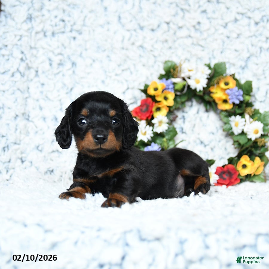 Miniature Dachshund dogs Cooper - Ad 2