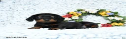 Miniature Dachshund dogs for sale: Cooper - Ad 2