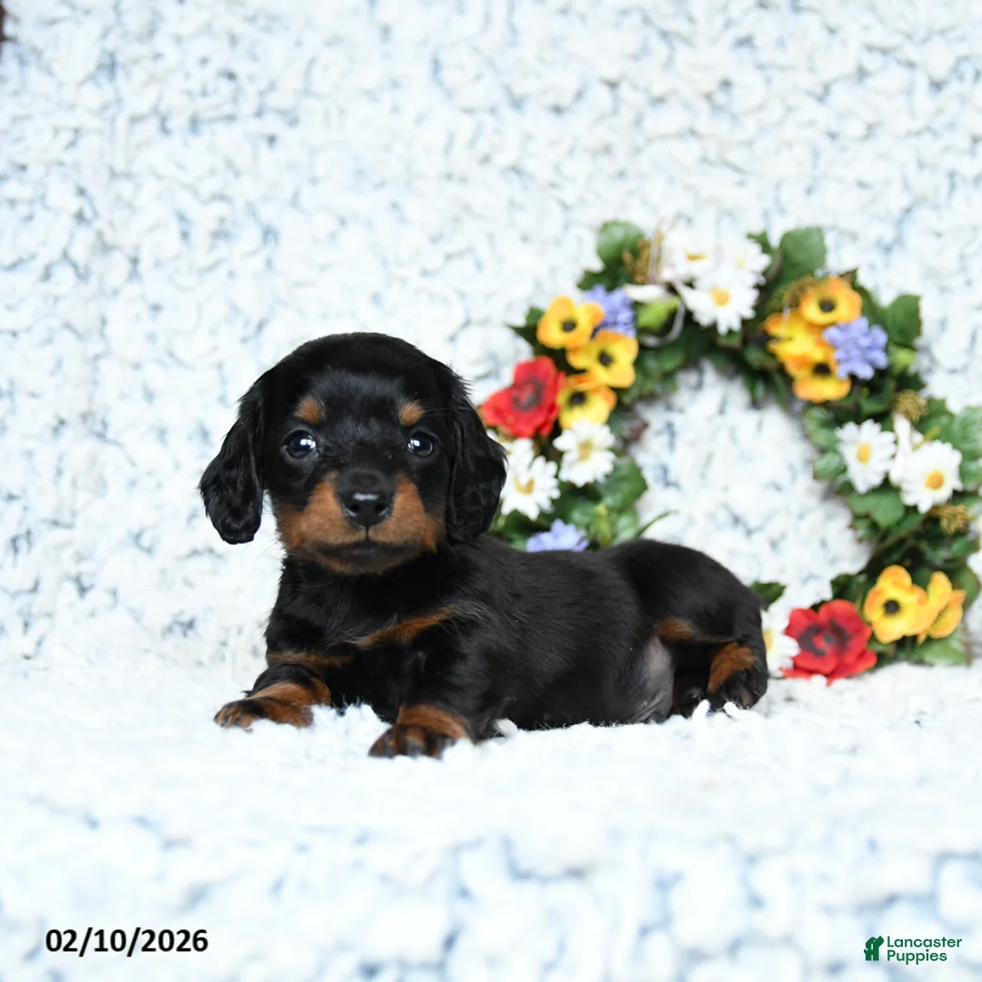 Miniature Dachshund dogs for sale: Cooper - Ad 2