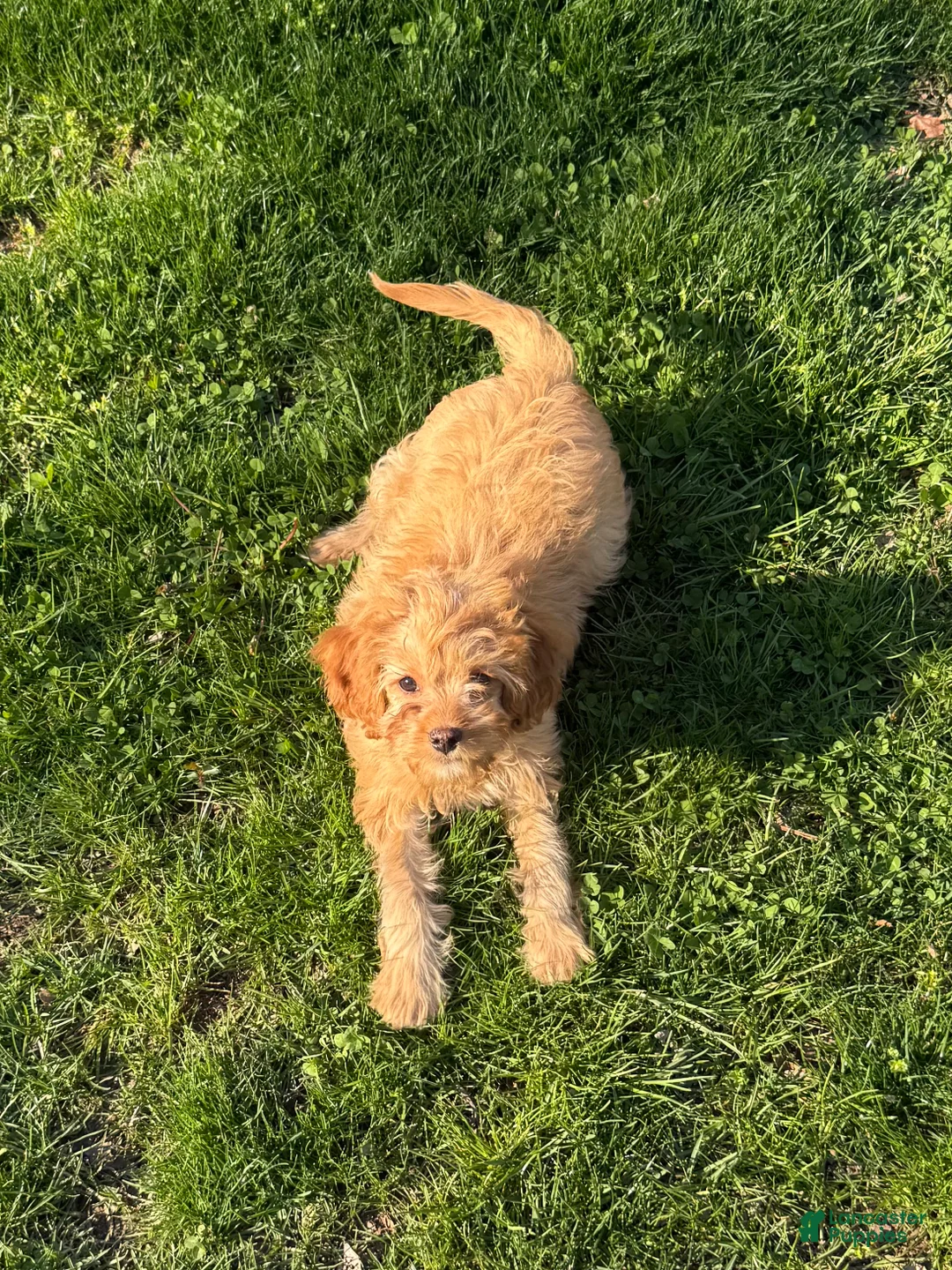Cavapoo dogs for sale: Rusty - Ad 1