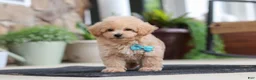 Maltipoo dogs for sale: Kenny - Ad 1