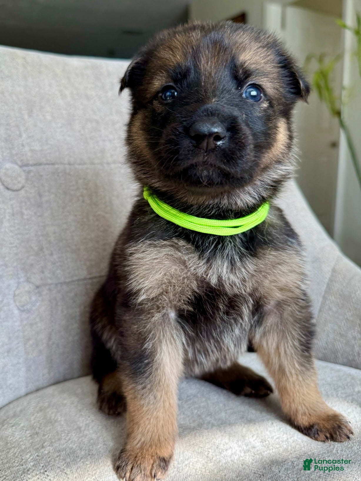 German Shepherd dogs German Shepherd Puppy Ivy - Ad 7