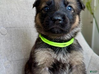 German Shepherd dogs German Shepherd Puppy Ivy - Ad 14