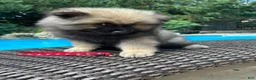 Keeshond dogs for sale: Willow  - Ad 2