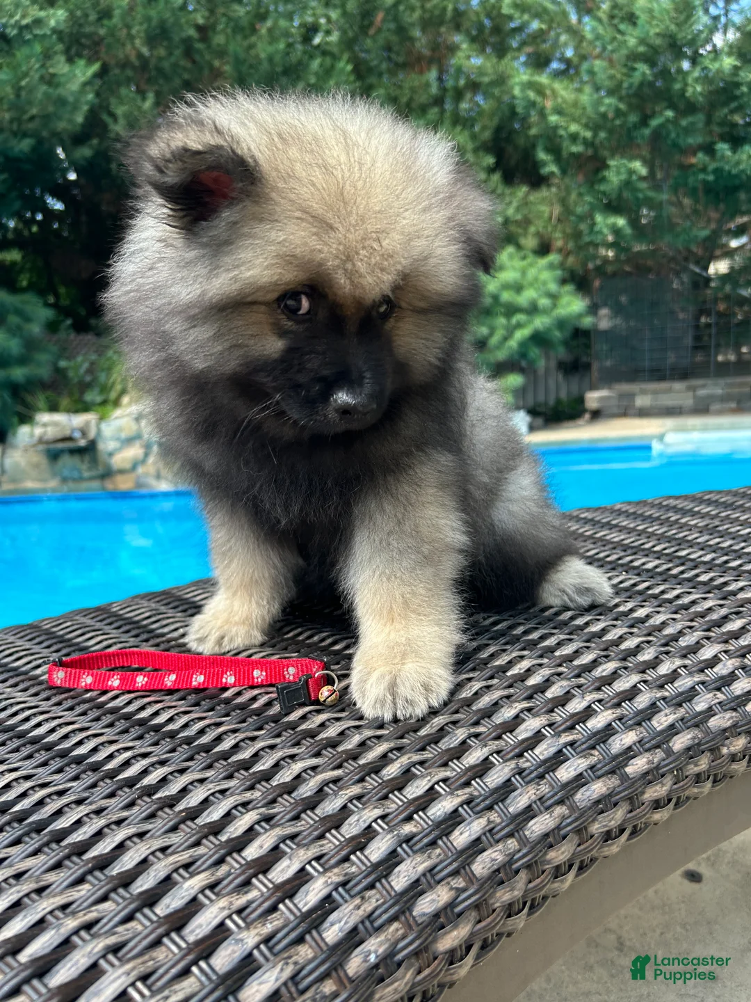 Keeshond dogs for sale: Willow  - Ad 2