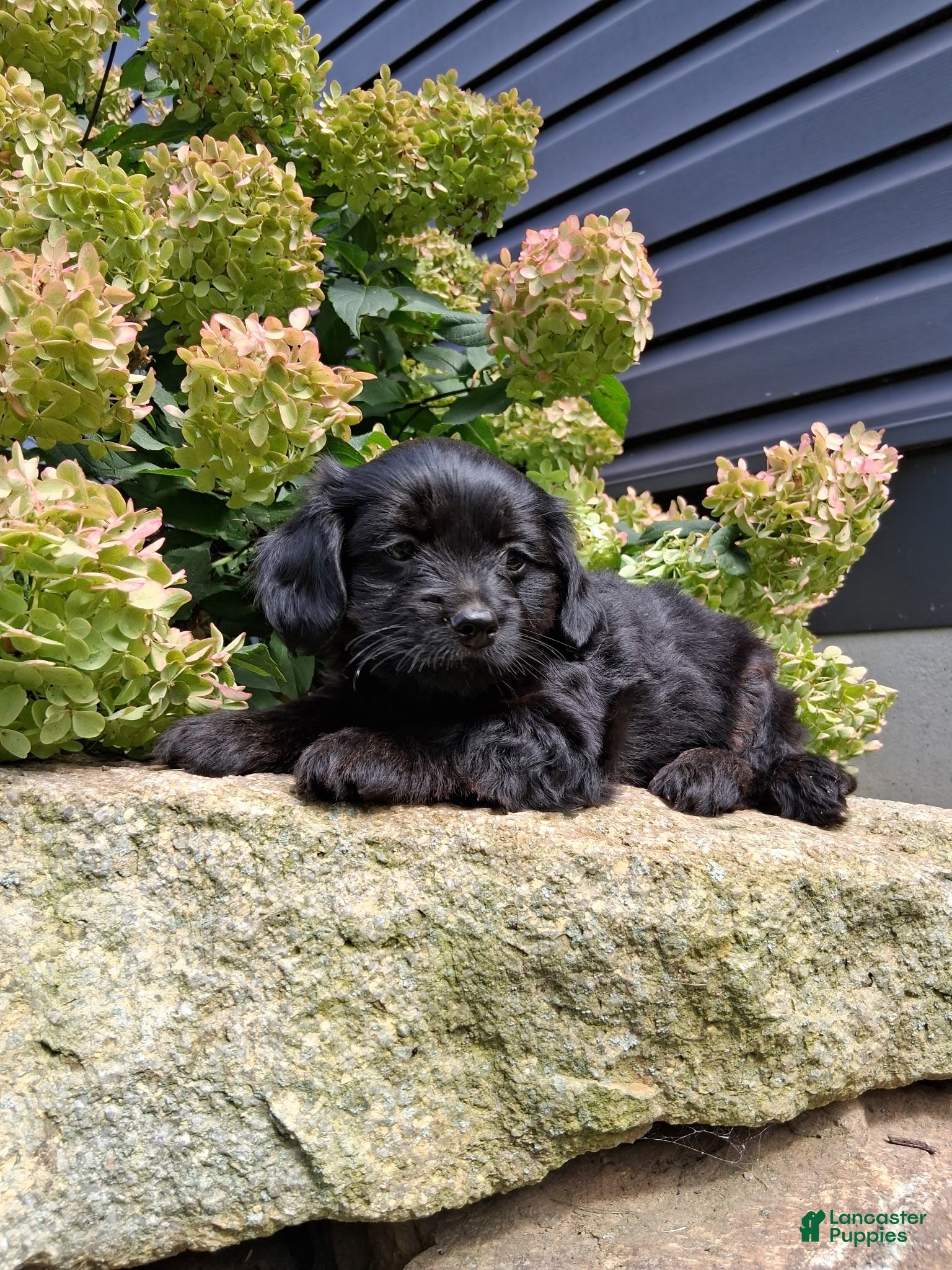 Yorkiepoo dogs Jet  - Ad 1