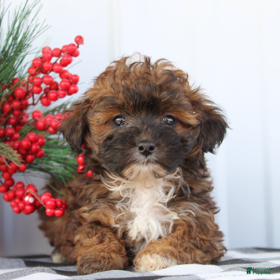 Shihpoo dogs for sale: Sunshine - F1 - Ad 2