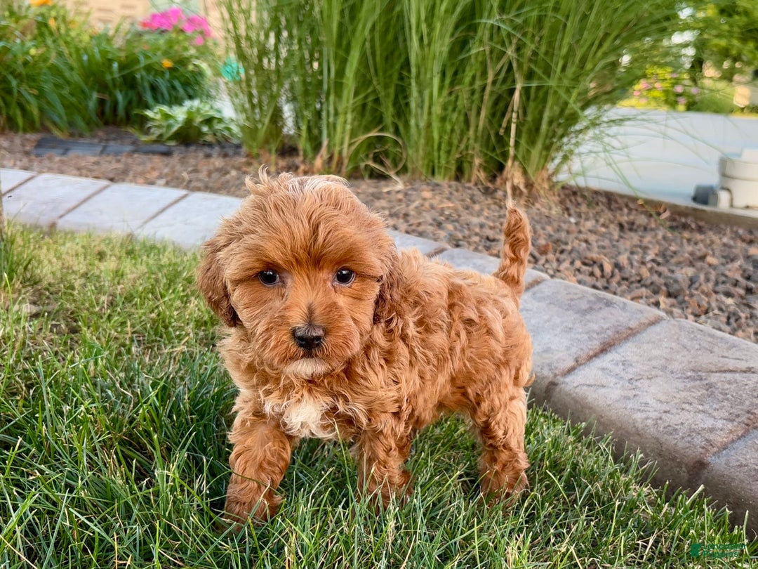 Cavapoo dogs for sale: Karla - Ad 2
