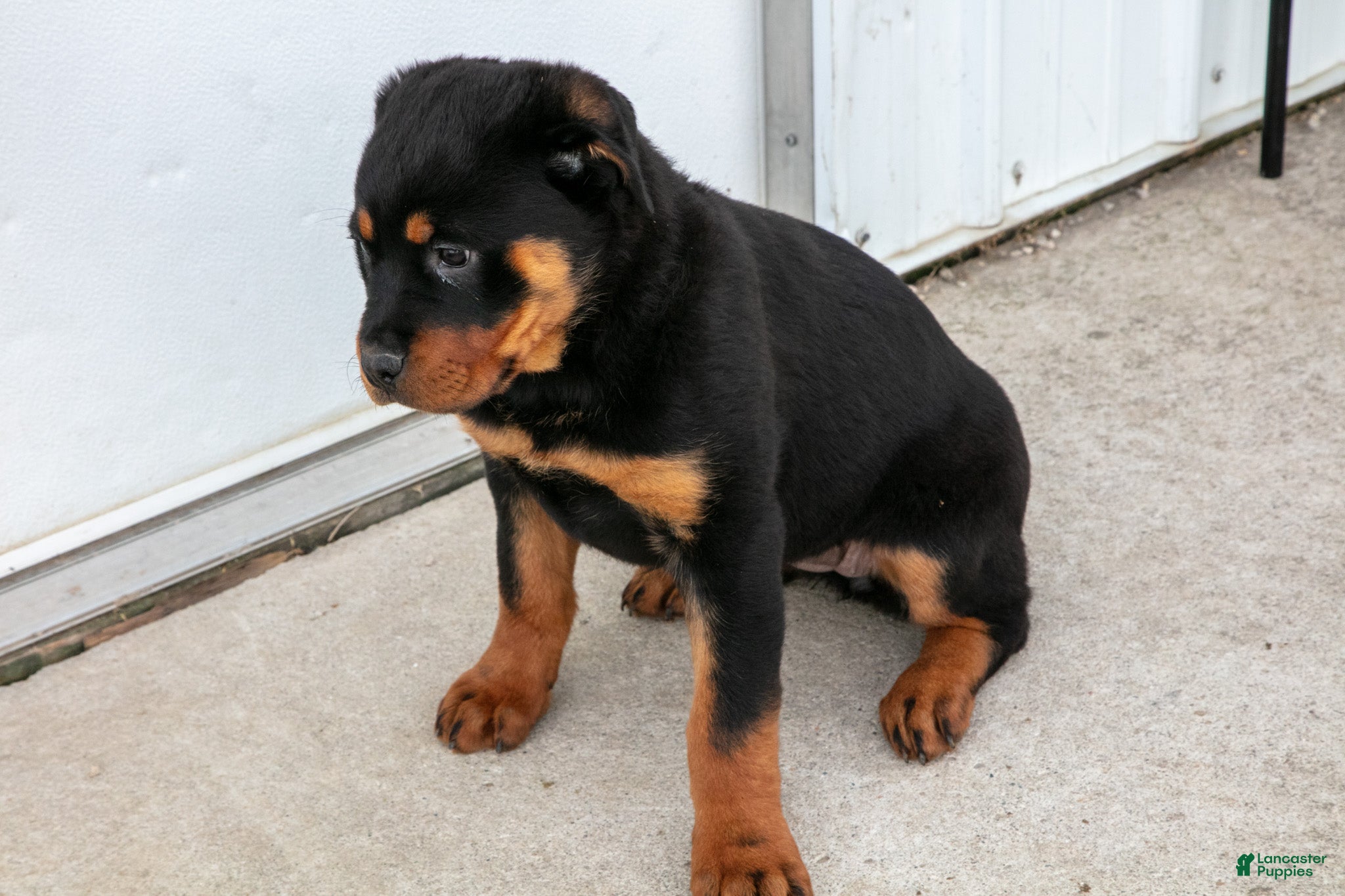 Rottweiler dogs Alina - Ad 2