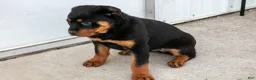 Rottweiler dogs for sale: Alina - Ad 2