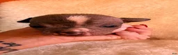 Chihuahua dogs for sale: Chihuahua 2 - Ad 8