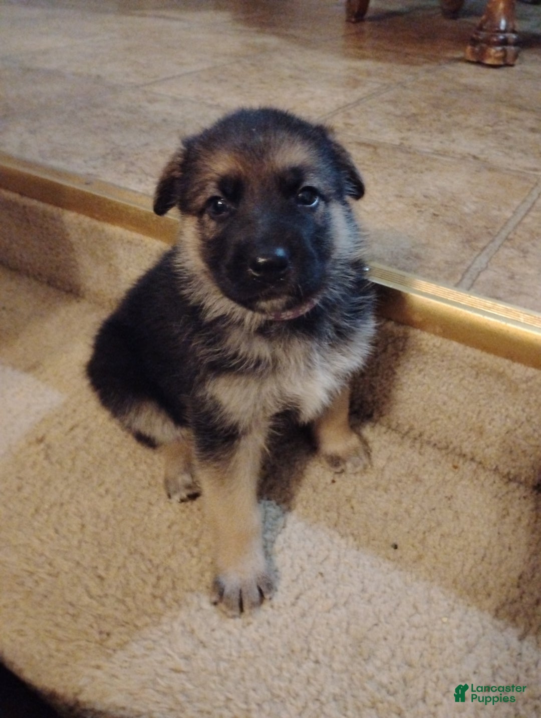 German Shepherd dogs for sale: German Shepherd Puppy 3 - Ad 11
