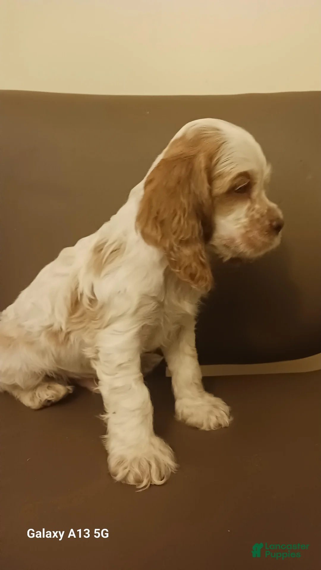 Cocker Spaniel dogs for sale: Cocker Spaniel Puppy 3 - Ad 2