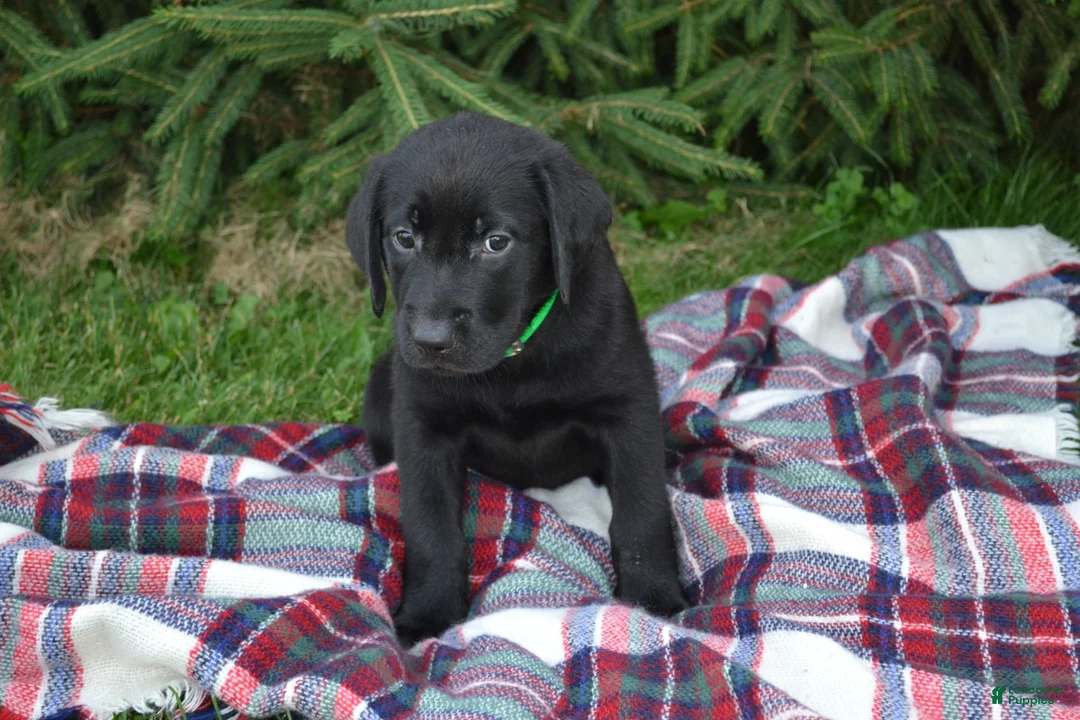 Labrador Retriever dogs for sale: Alex - Ad 1